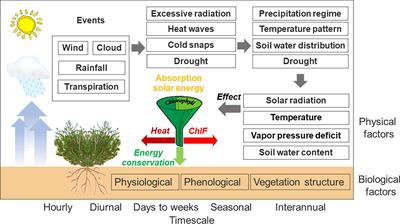 Temporal heterogeneity in photosystem II photochemistry in Artemisia ordosica under a fluctuating desert environment